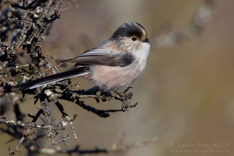 Long-tailed Tit (Aegithalos caudatus)
