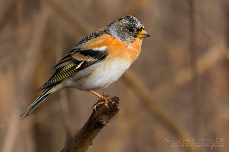 Brambling (Fringilla montifringilla)