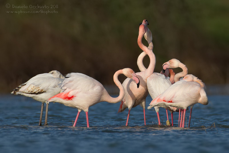 Flamingo (Phoenicopterus roseus)