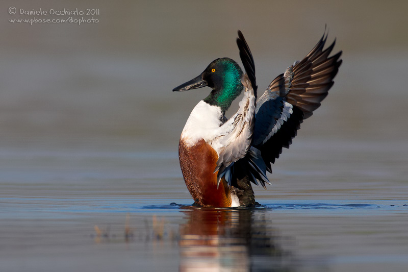 Northern Shoveler (Anas clypeata)