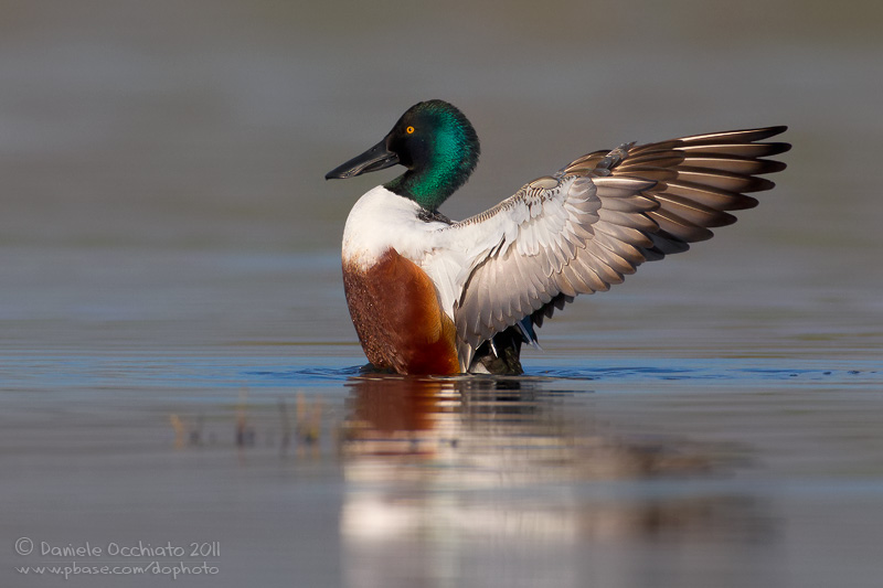 Northern Shoveler (Anas clypeata)
