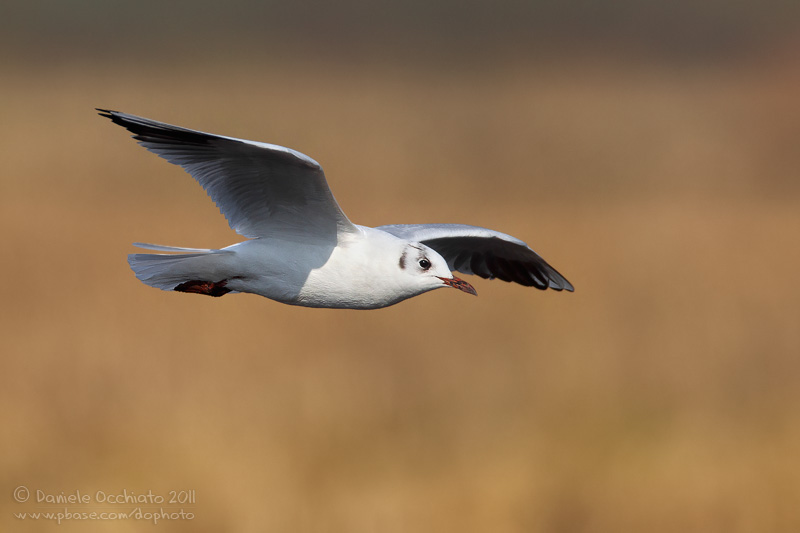 Common Black-headed Gull (Croicocephalus ridibundus)