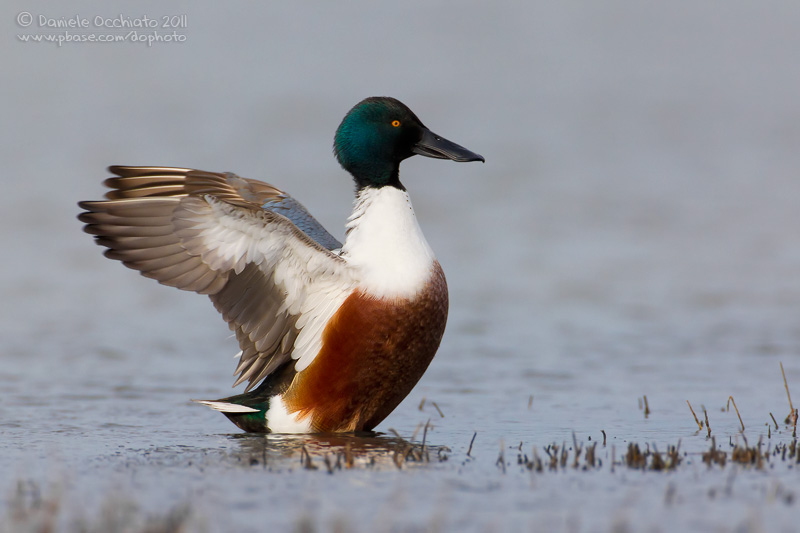 Northern Shoveler (Anas clypeata)