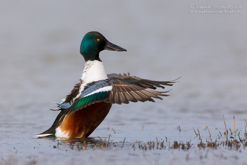 Northern Shoveler (Anas clypeata)