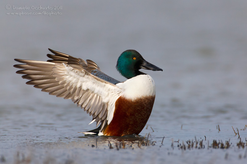 Northern Shoveler (Anas clypeata)