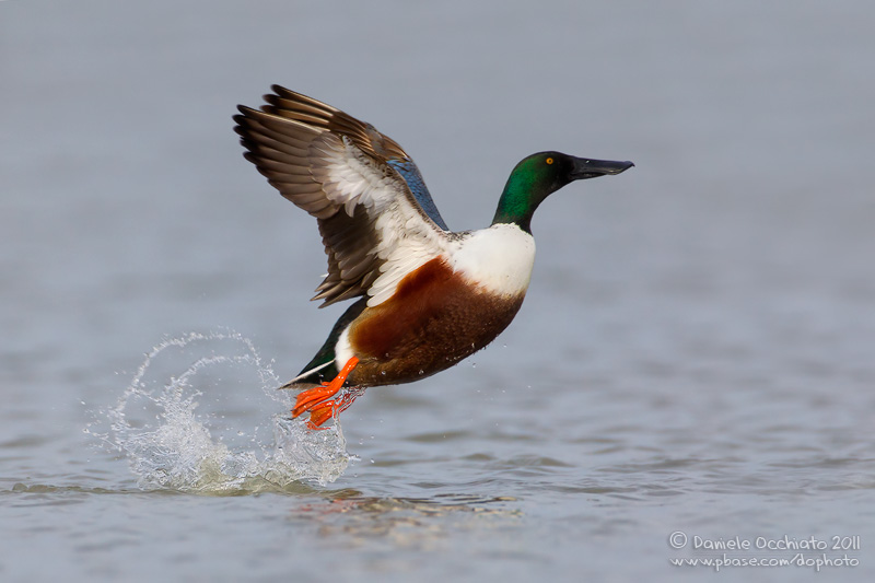 Northern Shoveler (Anas clypeata)