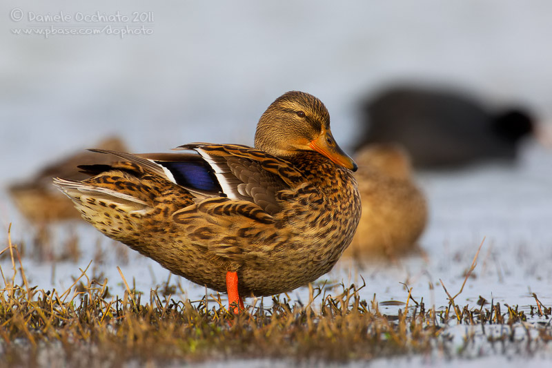 Mallard (Anas platyrhynchos)