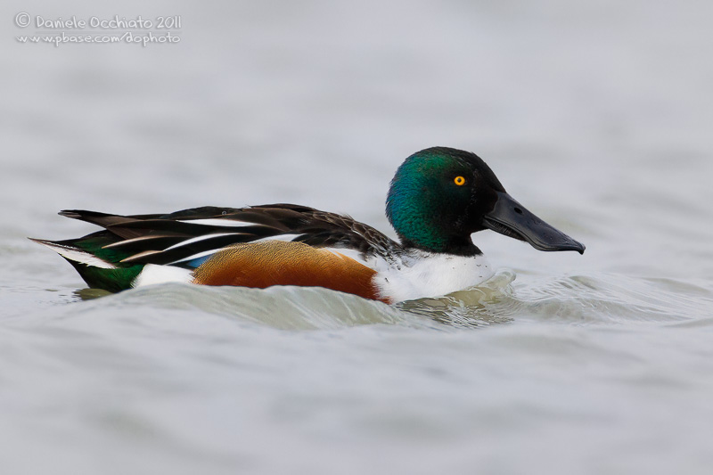 Northern Shoveler (Anas clypeata)
