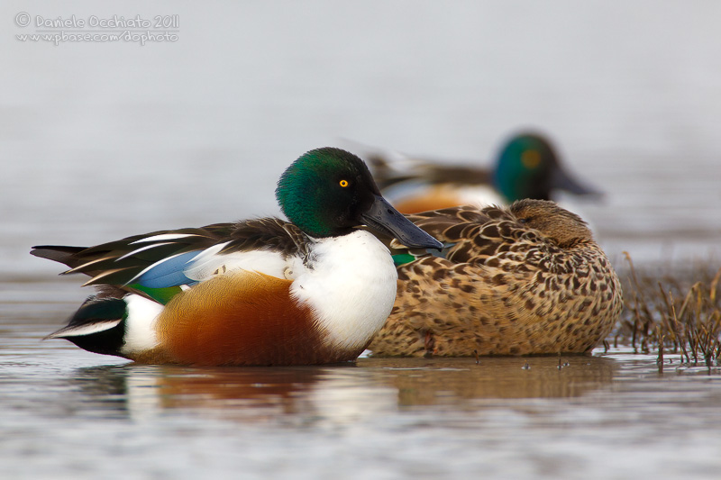 Northern Shoveler (Anas clypeata)