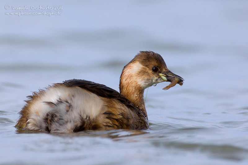 Little Grebe (Tachybaptus ruficollis)