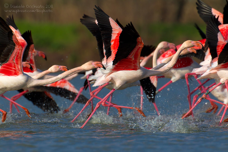 Flamingo (Phoenicopterus roseus)