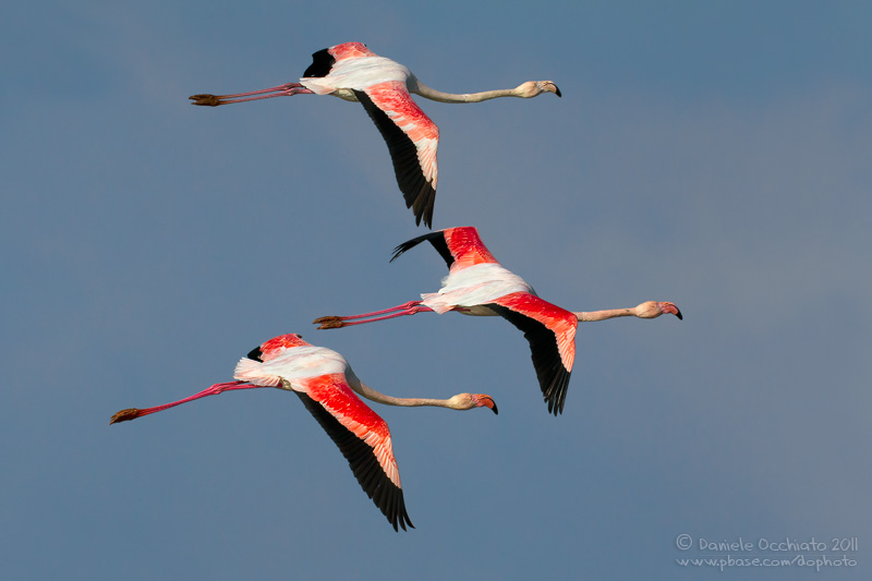Flamingo (Phoenicopterus roseus)