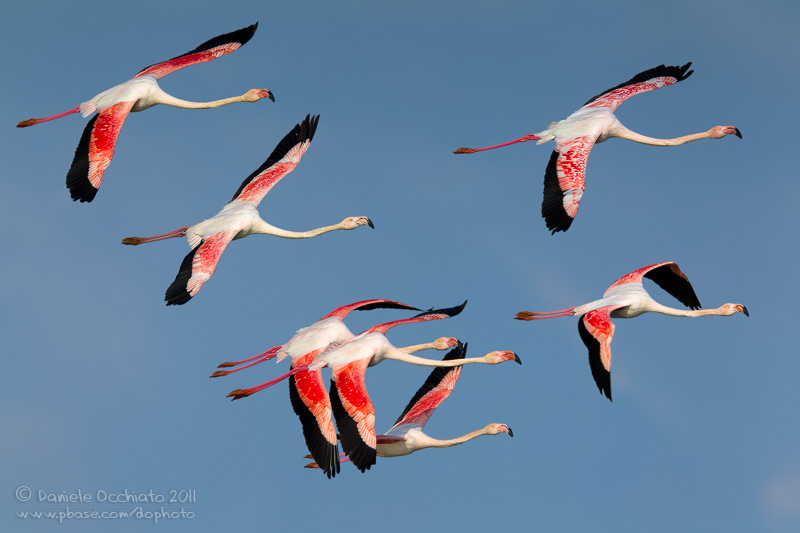 Flamingo (Phoenicopterus roseus)