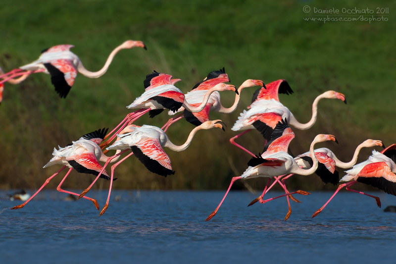 Flamingo (Phoenicopterus roseus)