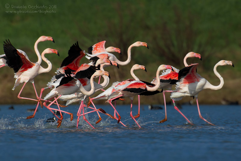 Flamingo (Phoenicopterus roseus)