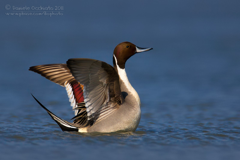 Northern Pintail (Anas acuta)