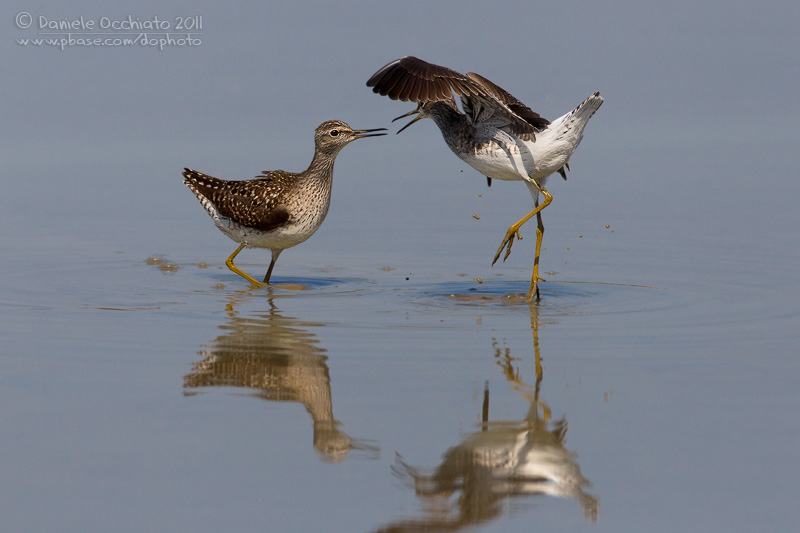 Wood Sandpiper (Tringa glareola)