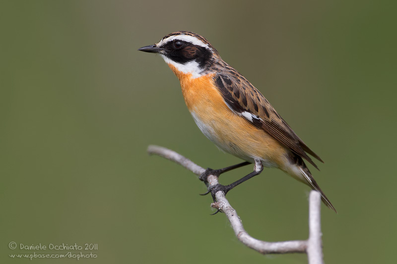 Whinchat (Saxicola rubetra)