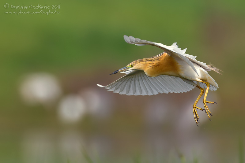 Squacco Heron (Ardeola ralloides)
