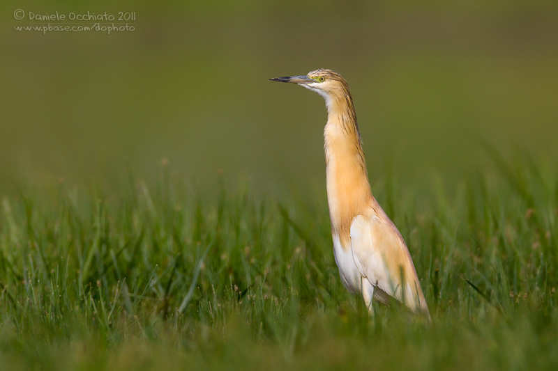 Squacco Heron (Ardeola ralloides)