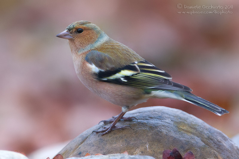 Chaffinch (Fringilla coelebs)