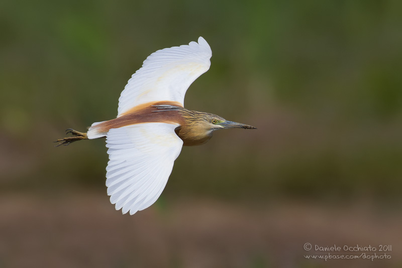 Squacco Heron (Ardeola ralloides)