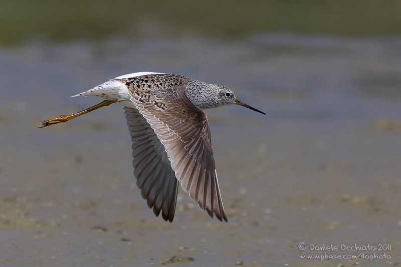 Marsh Sandpiper (Tringa stagnatilis)