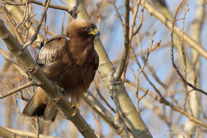 Booted Eagle (Aquila pennata)