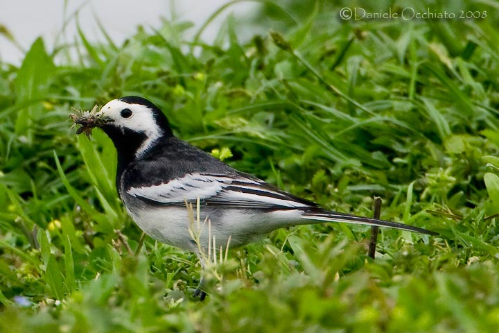 Pied Wagtail (Motacilla alba yarrellii)