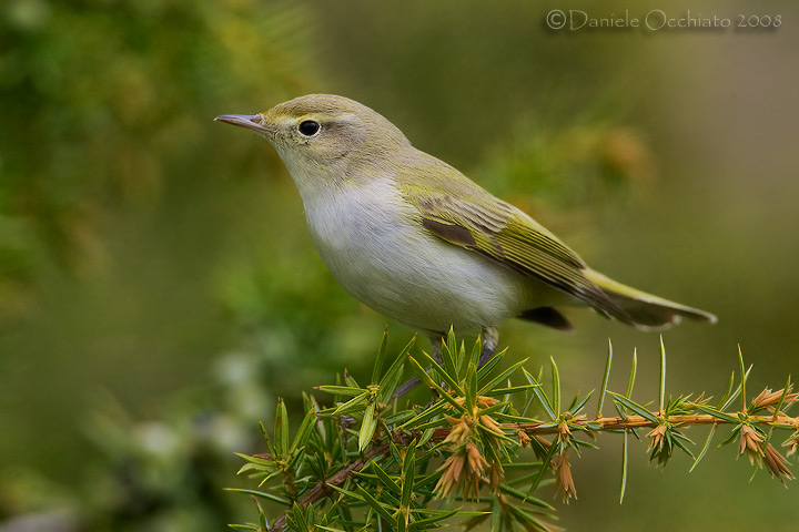 Bonellis Warbler (Phylloscopus bonelli)