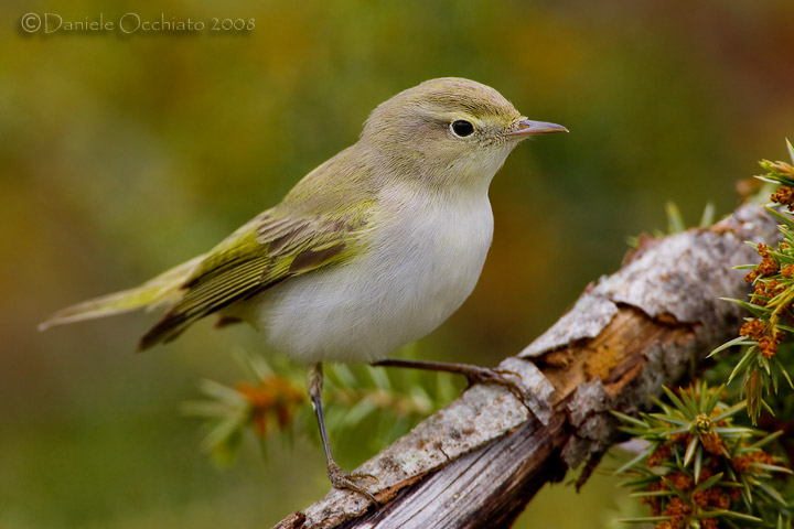 Bonellis Warbler (Phylloscopus bonelli)