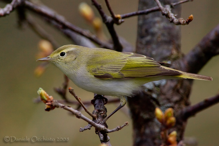 Bonellis Warbler (Phylloscopus bonelli)