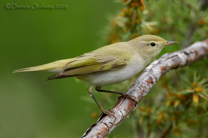 Bonellis Warbler (Phylloscopus bonelli)