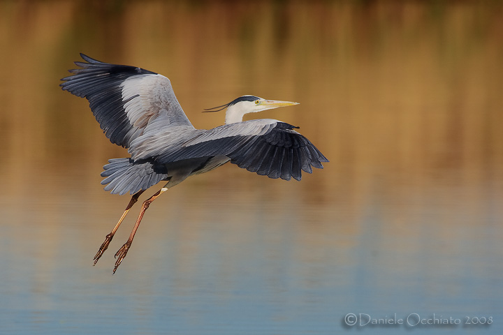 Grey Heron (Ardea cinerea)