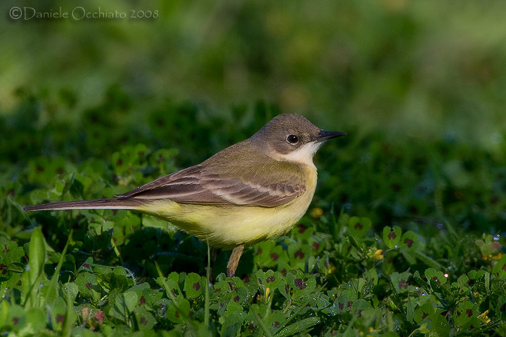 Ashy-headed Yellow Wagtail (Motacilla flava ssp cinereocapilla)
