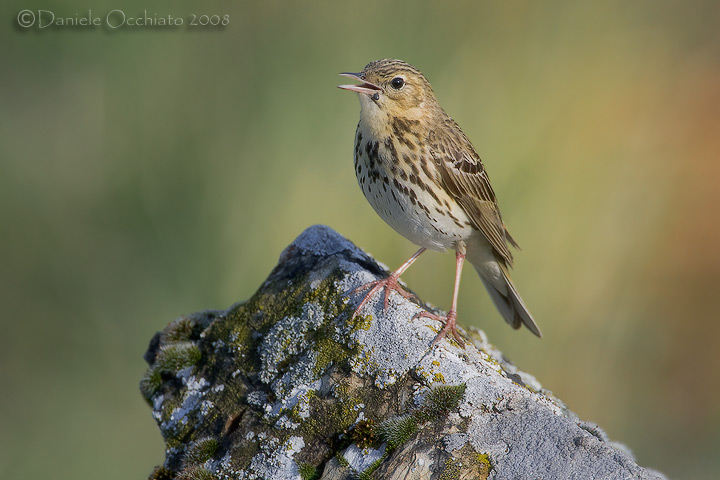 Tree Pipit (Anthus trivialis)