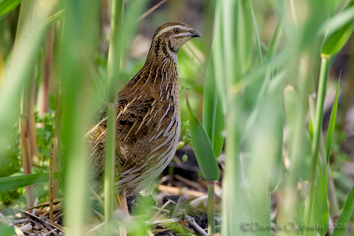 Common Quail (Coturnix coturnix)