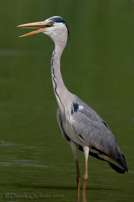 Grey Heron (Ardea cinerea)