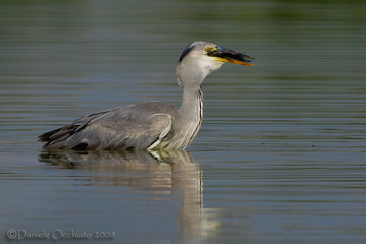 Grey Heron (Ardea cinerea)