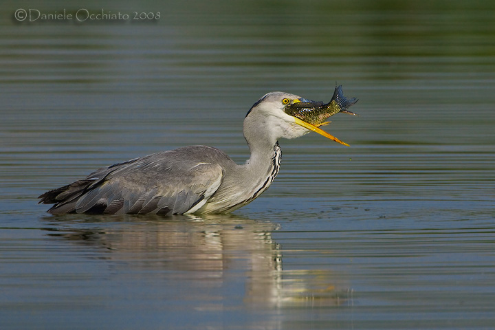 Grey Heron (Ardea cinerea)