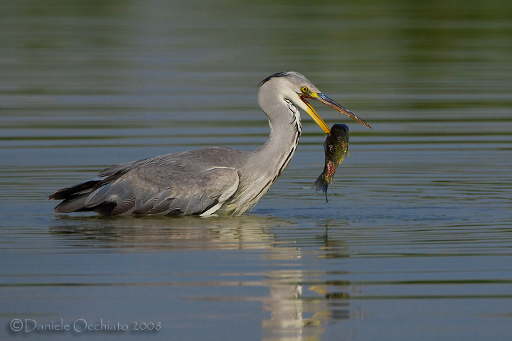 Grey Heron (Ardea cinerea)