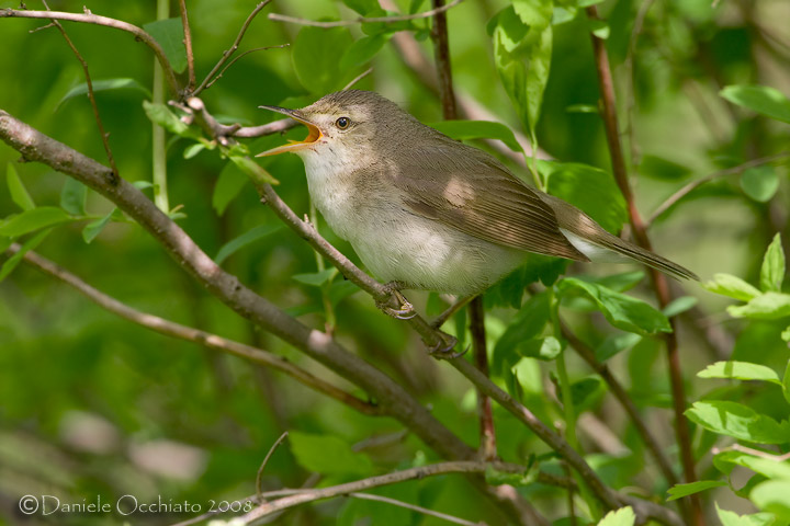 Blyths Reed Warbler (Acrocephalus dumetorum)