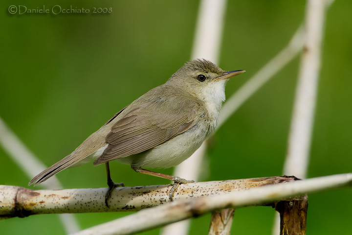 Blyths Reed Warbler (Acrocephalus dumetorum)