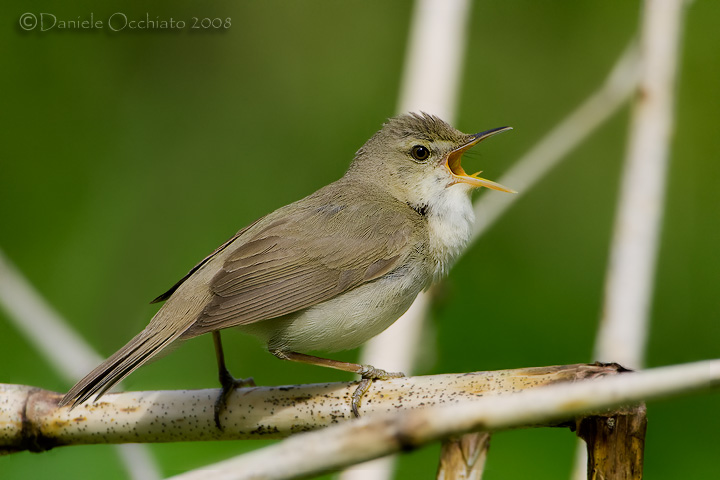 Blyths Reed Warbler (Acrocephalus dumetorum)