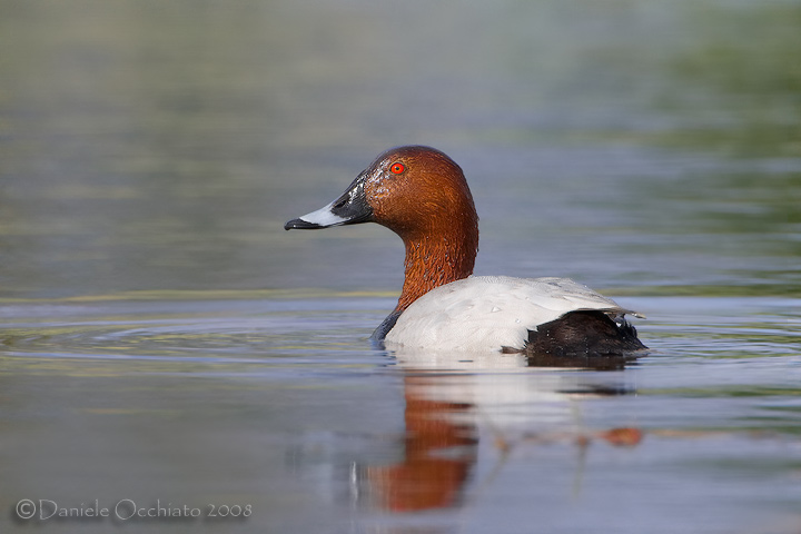 Common Pochard (Aythya ferina)