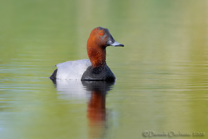 Common Pochard (Aythya ferina)