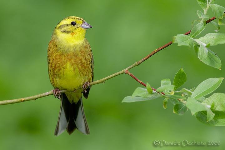 Yellowhammer (Emberiza citrinella)
