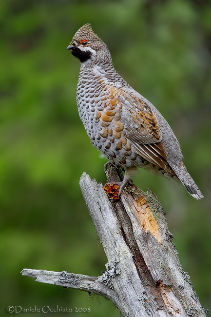 Hazel Grouse (Bonasa bonasia)