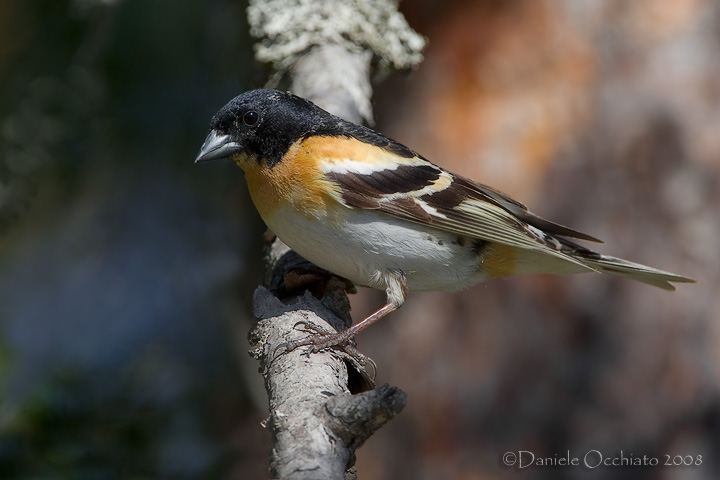 Brambling (Fringilla montifringilla)