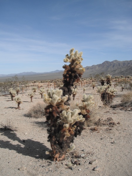DSCF2993.JPG